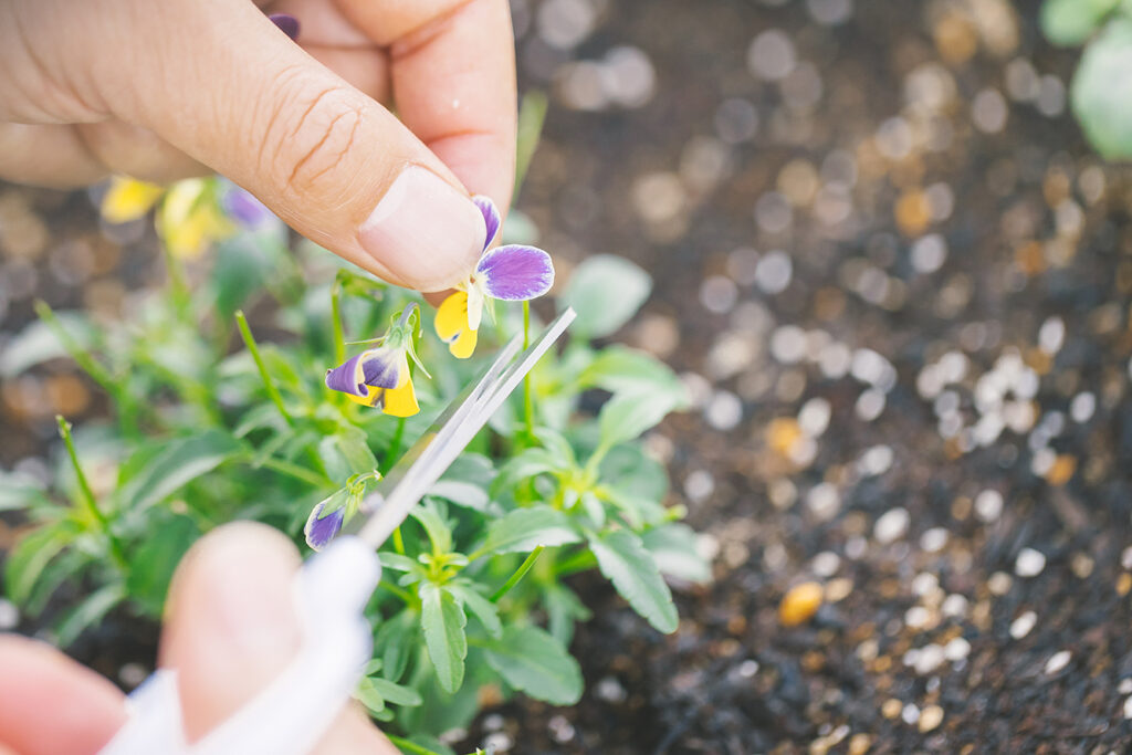 SYMBIOSIS FARMでとれる植物