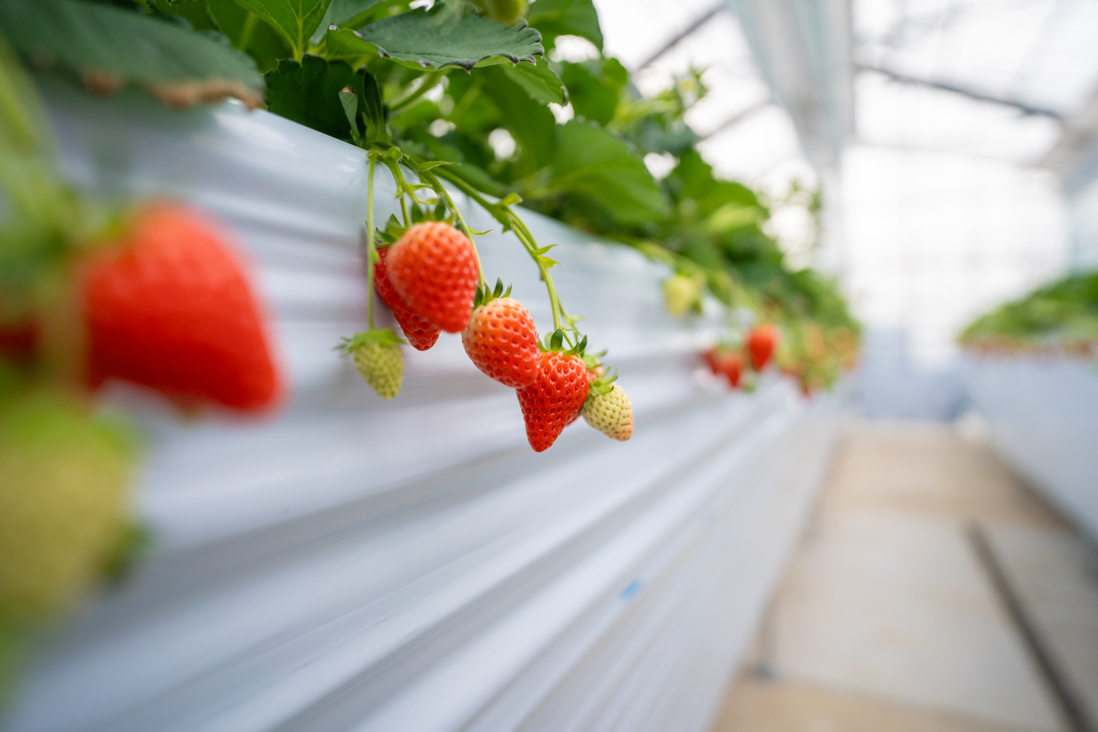 栗東に観光農園「SYMBIOSIS FARM by YANMAR」がオープン！新感覚の